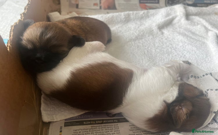 Shih Tzu dogs for sale - Advert 1