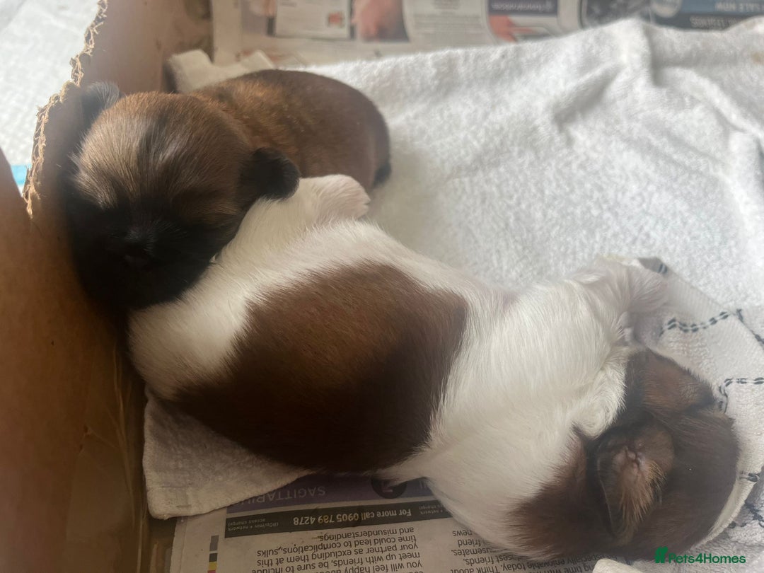 Shih Tzu dogs for sale: Beautiful Shih Tzu Pups - Image 1