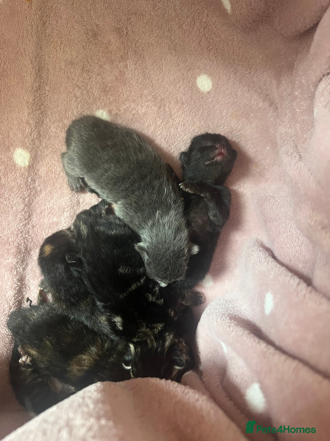British Shorthair cats for sale: baby cats  - Image 3