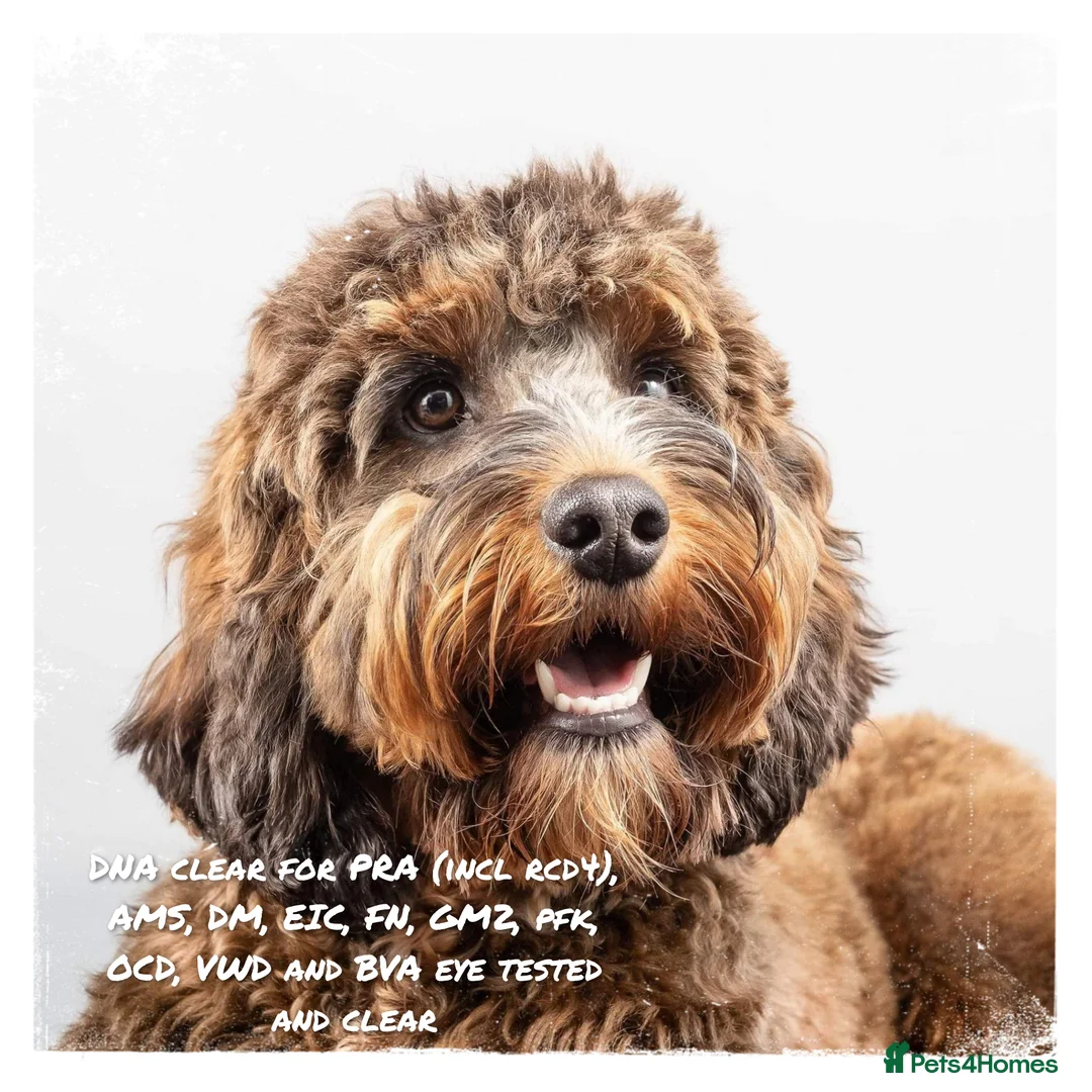 Cockapoo dogs for stud: Stunning Sable F1 Cockapoo DNA health tested clear in Cannock - Advert 4
