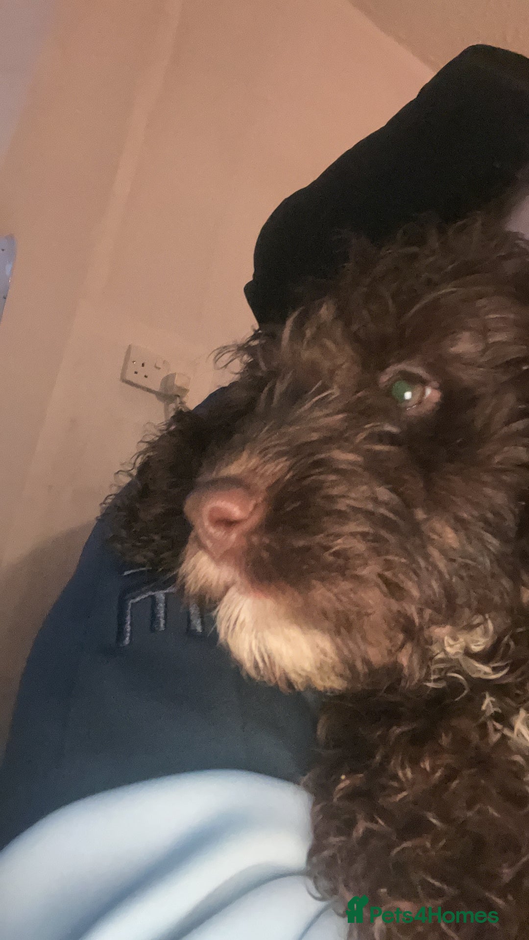 Cockapoo dogs for sale: Hazel the cockapoo  - Advert 4