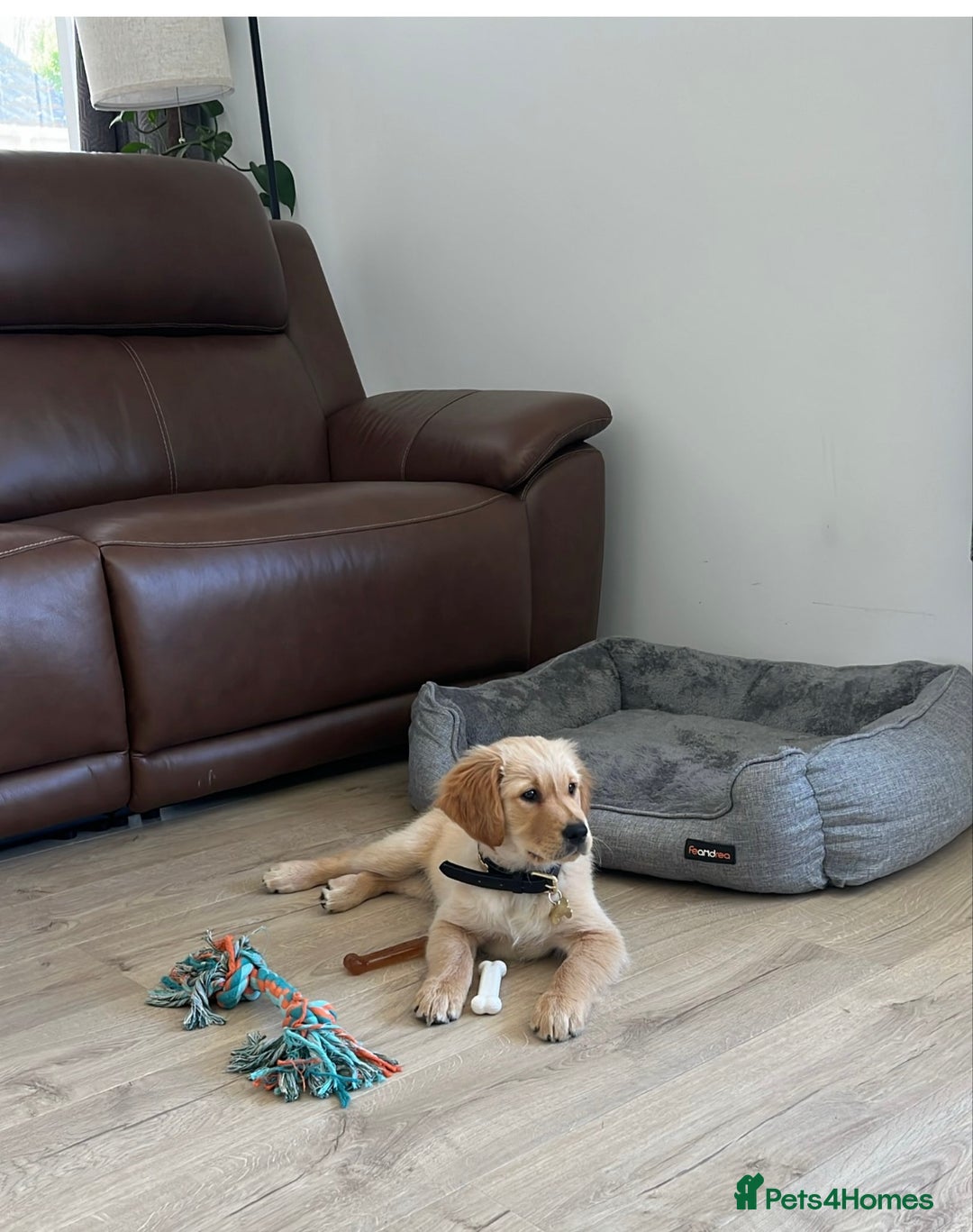 Golden Retriever dogs for sale: Absolutely stunning pedigree little boy  - Image 1