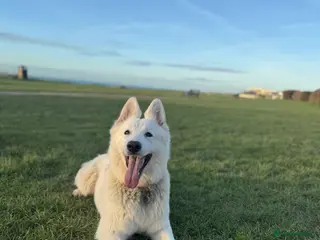 White Swiss Shepherd dogs Stunning WSS pups looking for homes - Advert 10