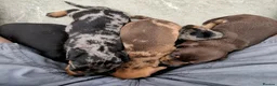 Miniature Dachshund dogs for sale: Beautiful Mini Wirehaired Dachshund Babies  in Chatteris - Advert 6