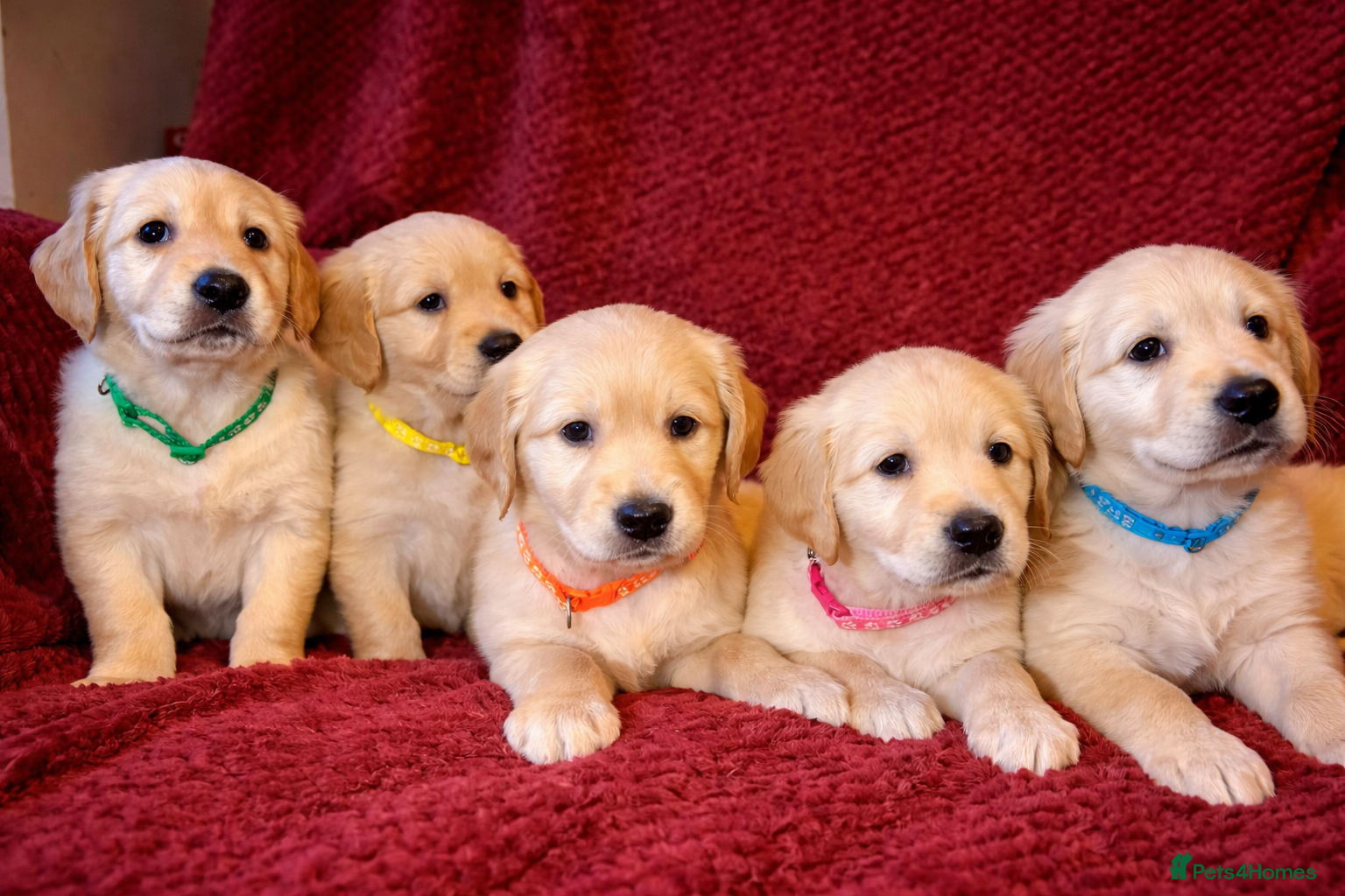 Golden Retriever dogs Beautiful KC Reg Golden Retrievers - Advert 8