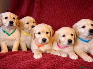 Golden Retriever dogs Beautiful KC Reg Golden Retrievers - Advert 6