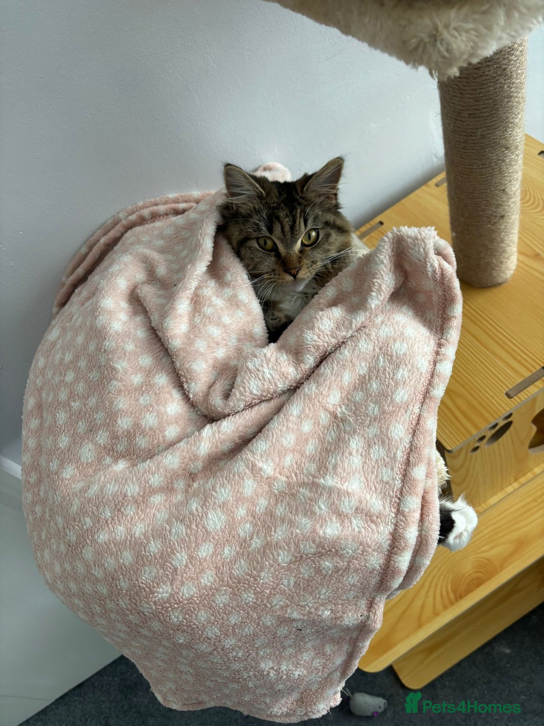 Maine Coon cats for sale: Maine Coon  - Advert 4