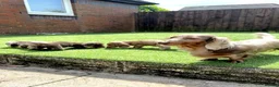 Miniature Dachshund dogs for sale: KC REGISTERED Long haired miniature dachshunds  - Advert 3