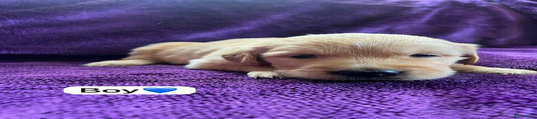 Golden Retriever Puppy 1