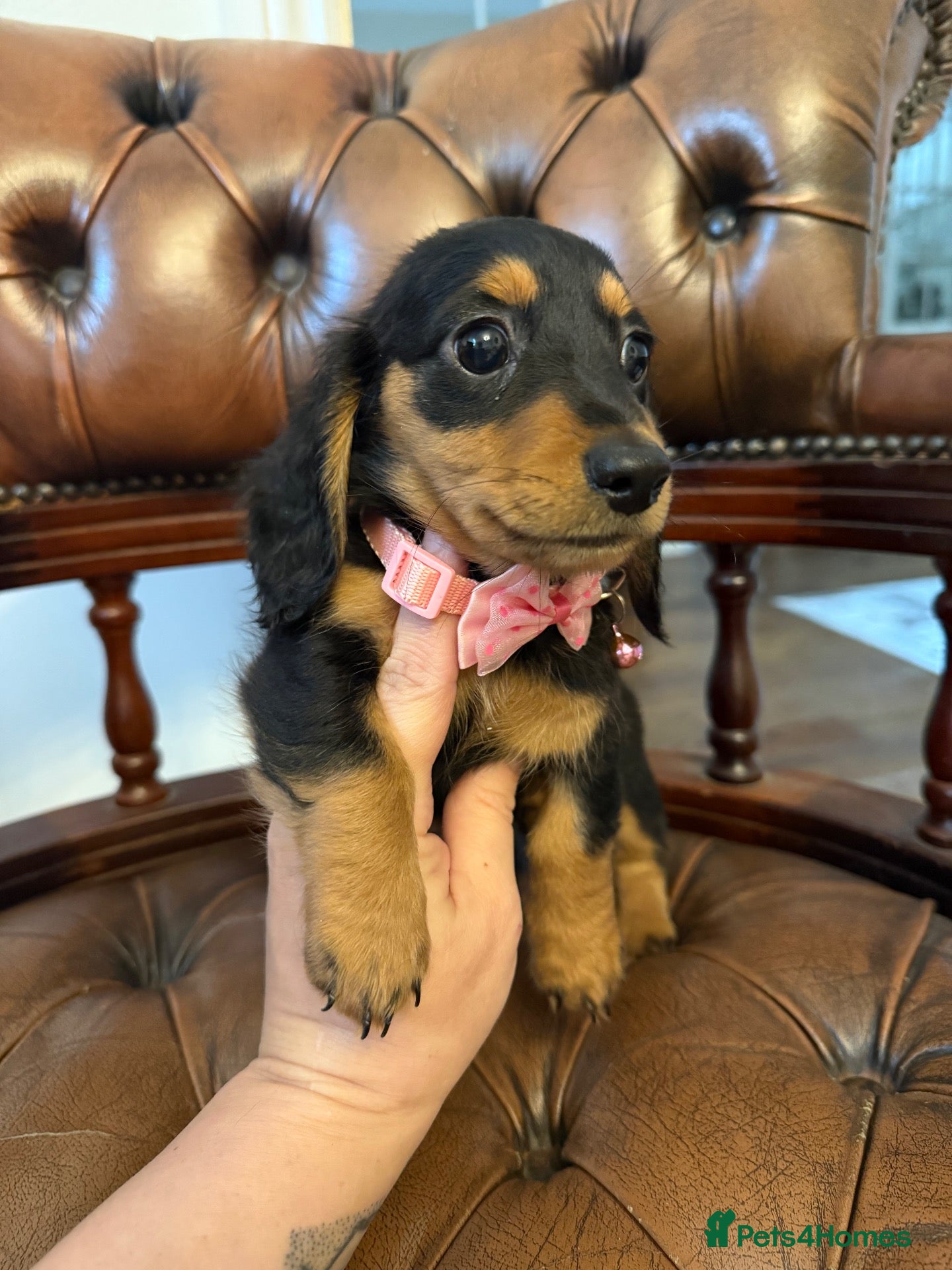 Miniature Dachshund dogs Beautiful LH Miniature Dachshund Pups - Advert 1