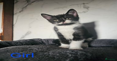 Mixed Breed cats - Advert 14