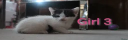 Mixed Breed cats for sale: 💛 kittens 💛 - Advert 11