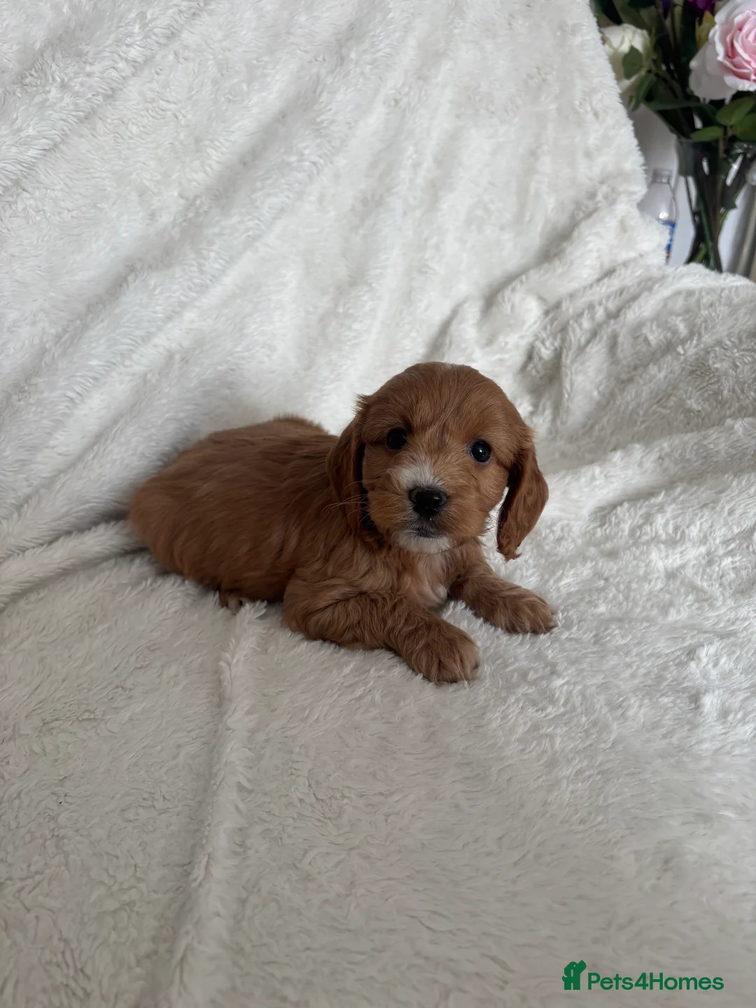 Cockapoo dogs for sale: 🐶🐶 Cockerpoo Puppies 🐶🐶 - Advert 15