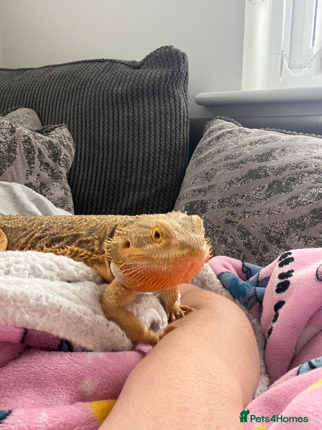 Bearded Dragon reptiles for sale: Bearded dragon and full set up  - Image 8