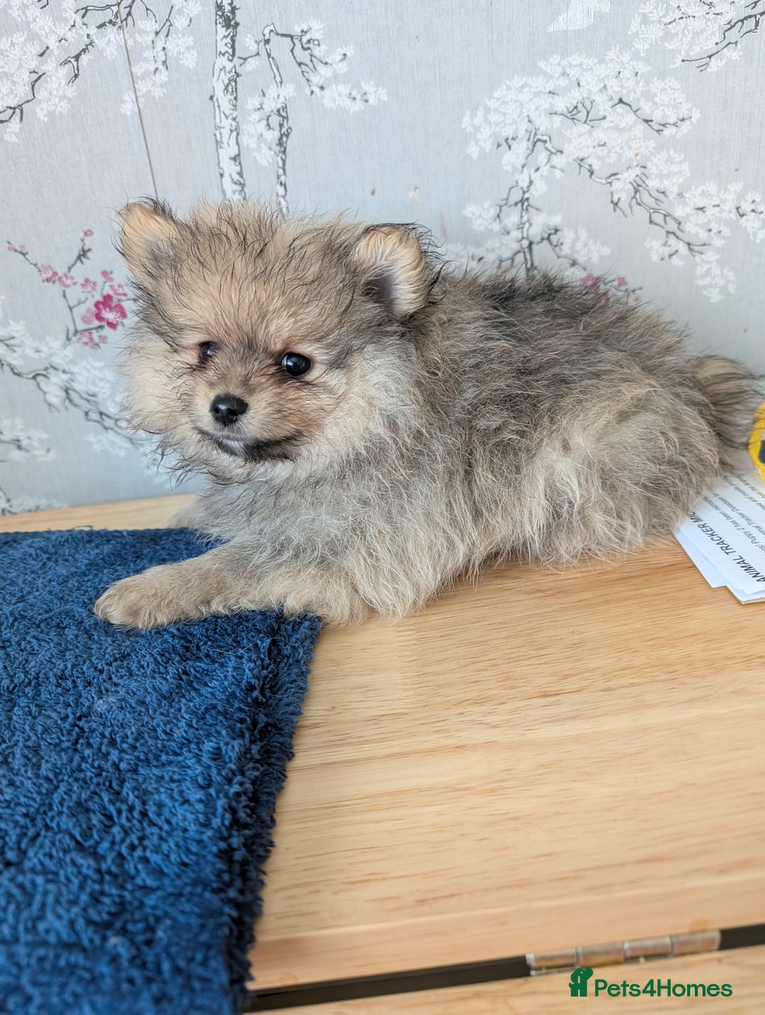 Pomeranian dogs for sale: Beautiful pups - Image 22
