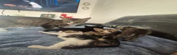 Mixed Breed cats for sale: Bengal Cross Kittens Ready for a Loving Home in Doncaster - Advert 17