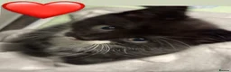 European cats for sale: Kittens  - Advert 10