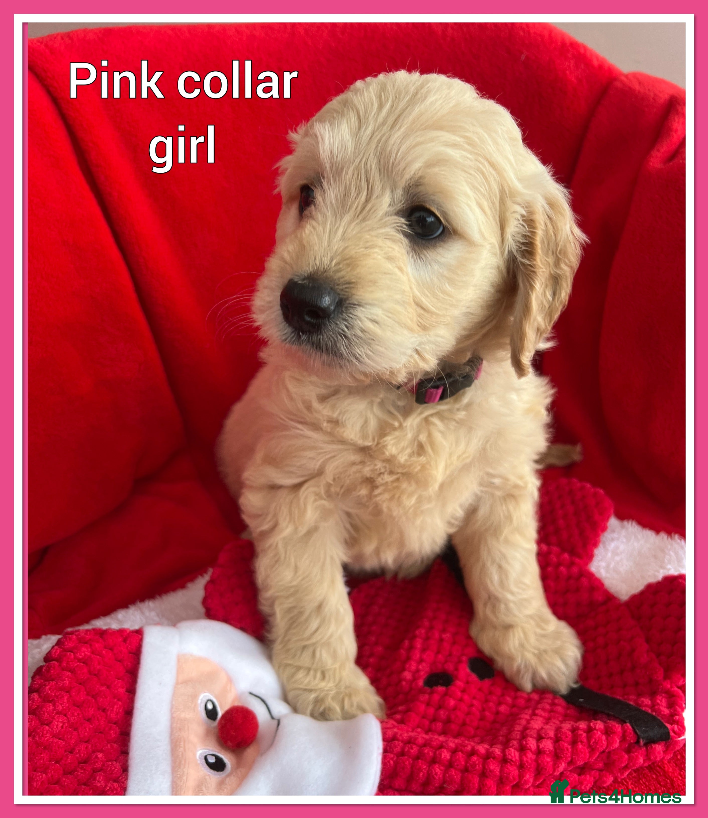 Mini Goldendoodle dogs 🐾STUNNING F1 MINIATURE GOLDEN DOODLES 🐾 - Advert 1