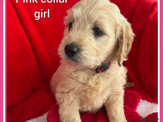 Mini Goldendoodle dogs 🐾STUNNING F1 MINIATURE GOLDEN DOODLES 🐾 - Advert 1
