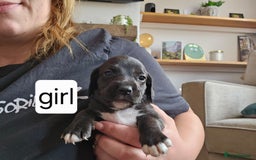Mixed Breed dogs for sale: Mixed breed puppies for sale - Image 8