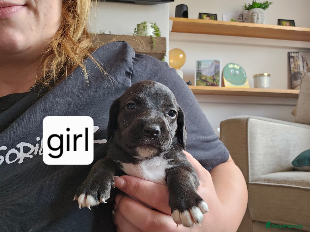 Mixed Breed dogs for sale: Mixed breed puppies for sale - Image 8