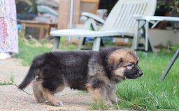 German Shepherd dogs for sale: Adorable GSD pups, straight back line, KC reg - Image 34