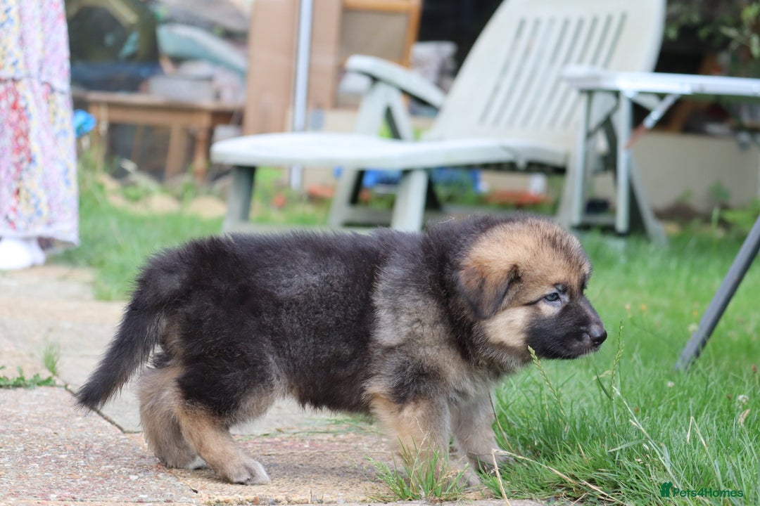 German Shepherd dogs for sale: Adorable GSD pups, straight back line, KC reg - Image 34
