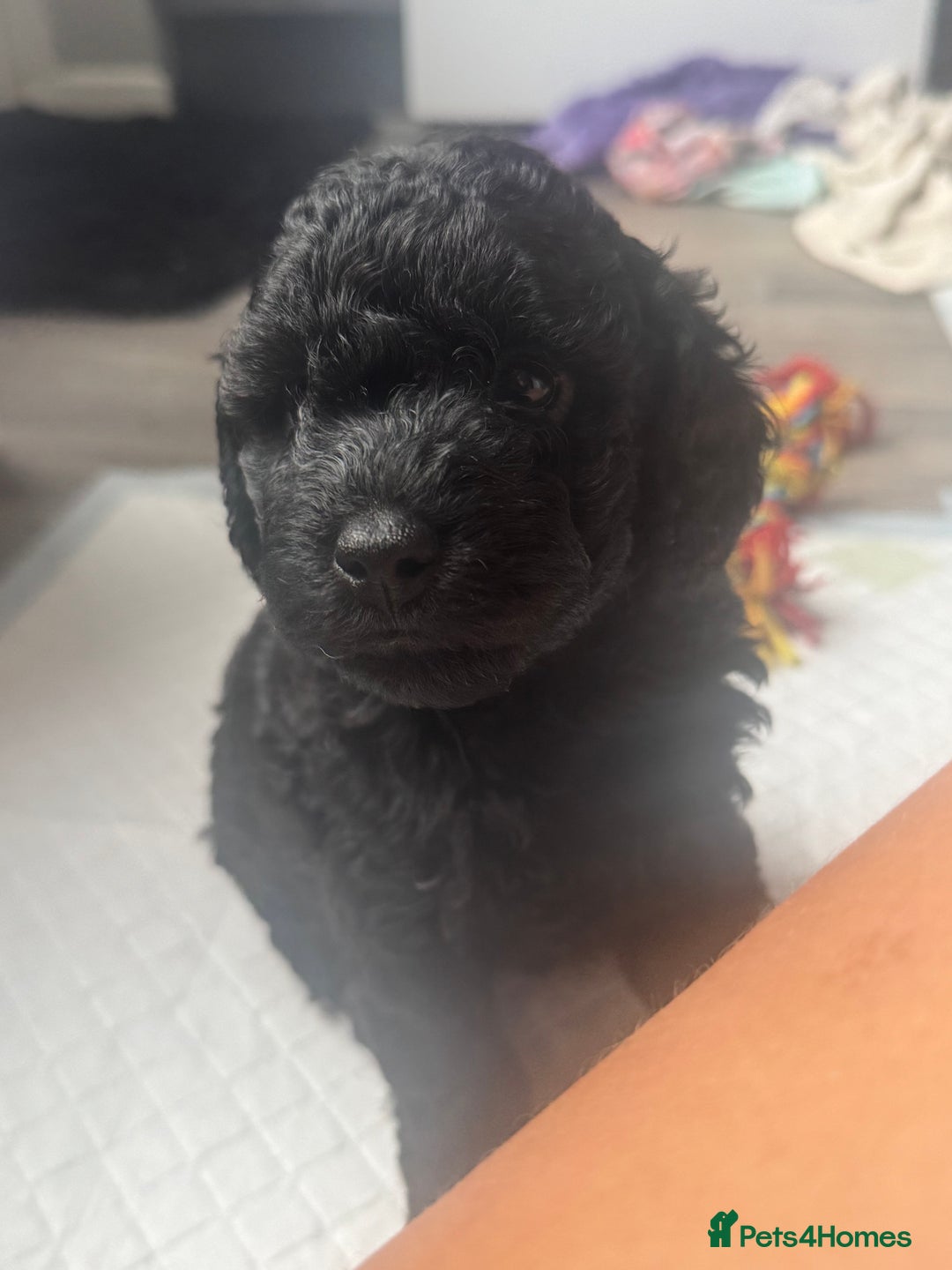 Cockapoo dogs for sale: 2 boys 2 girl Cockapoo puppy’s  - Image 5