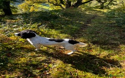 English Springer Spaniel dogs for sale: Working English springer spaniel puppies  - Image 1