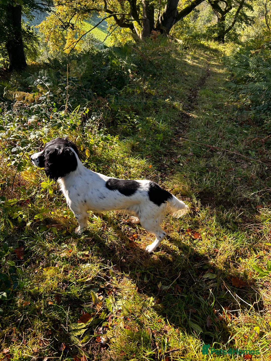 English Springer Spaniel dogs for sale: Working English springer spaniel puppies  - Image 1
