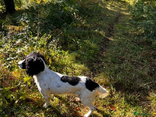 English Springer Spaniel dogs - Advert 1