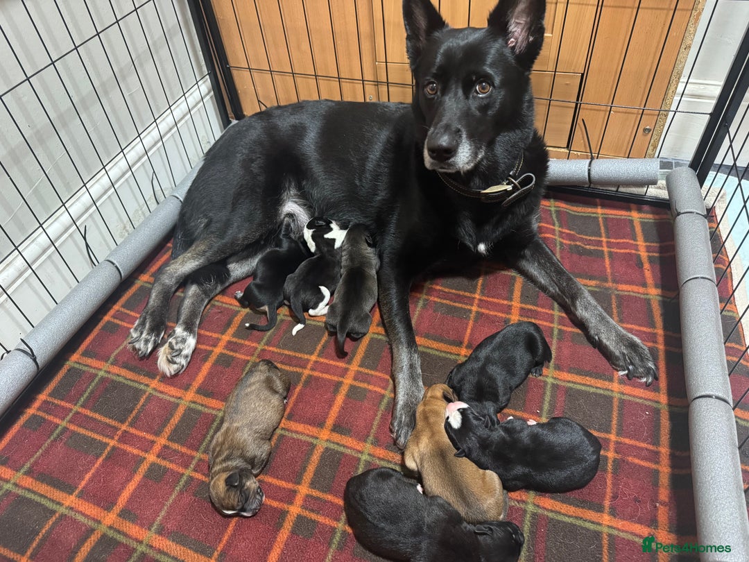 Mixed Breed dogs for sale: RARE BLUE EYE Sholly  ** tiff x Husky  - Advert 3