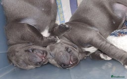 Staffordshire Bull Terrier dogs for sale: Twin large blue staffy boys - Image 14
