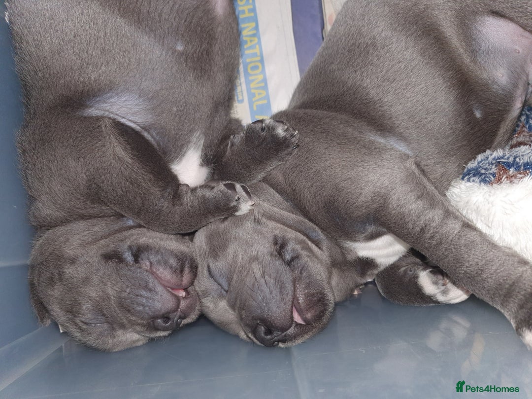 Staffordshire Bull Terrier dogs for sale: Twin large blue staffy boys - Image 14