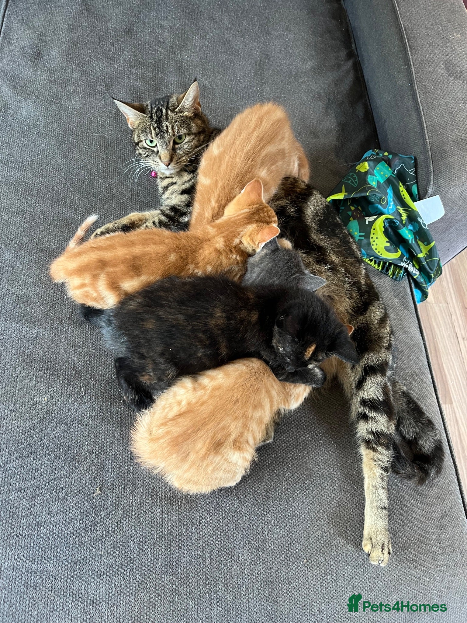 Mixed Breed cats Mixed breed kittens for sale  - Advert 1