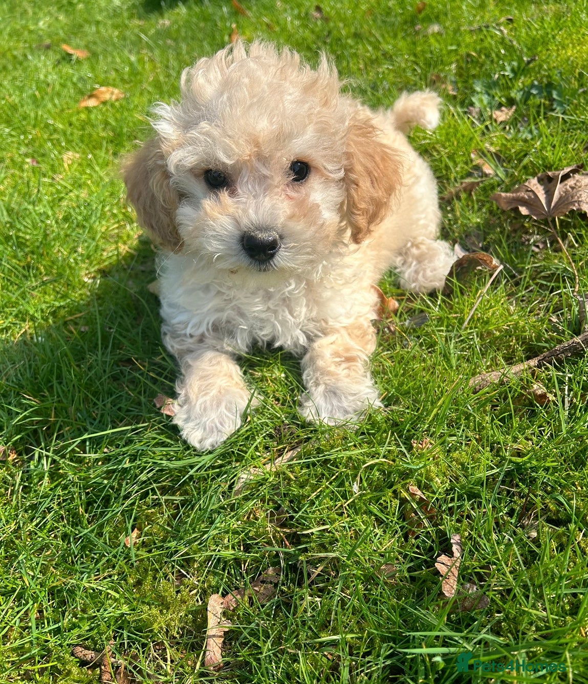 Poochon dogs for sale: Beautiful F1 Poochon puppies  - Advert 7