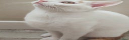 Turkish Van cats for sale: Turkish van male kitten  - Advert 8