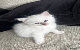 Ragdoll cats for sale: Female lilac point Ragdoll kitten - Image 5
