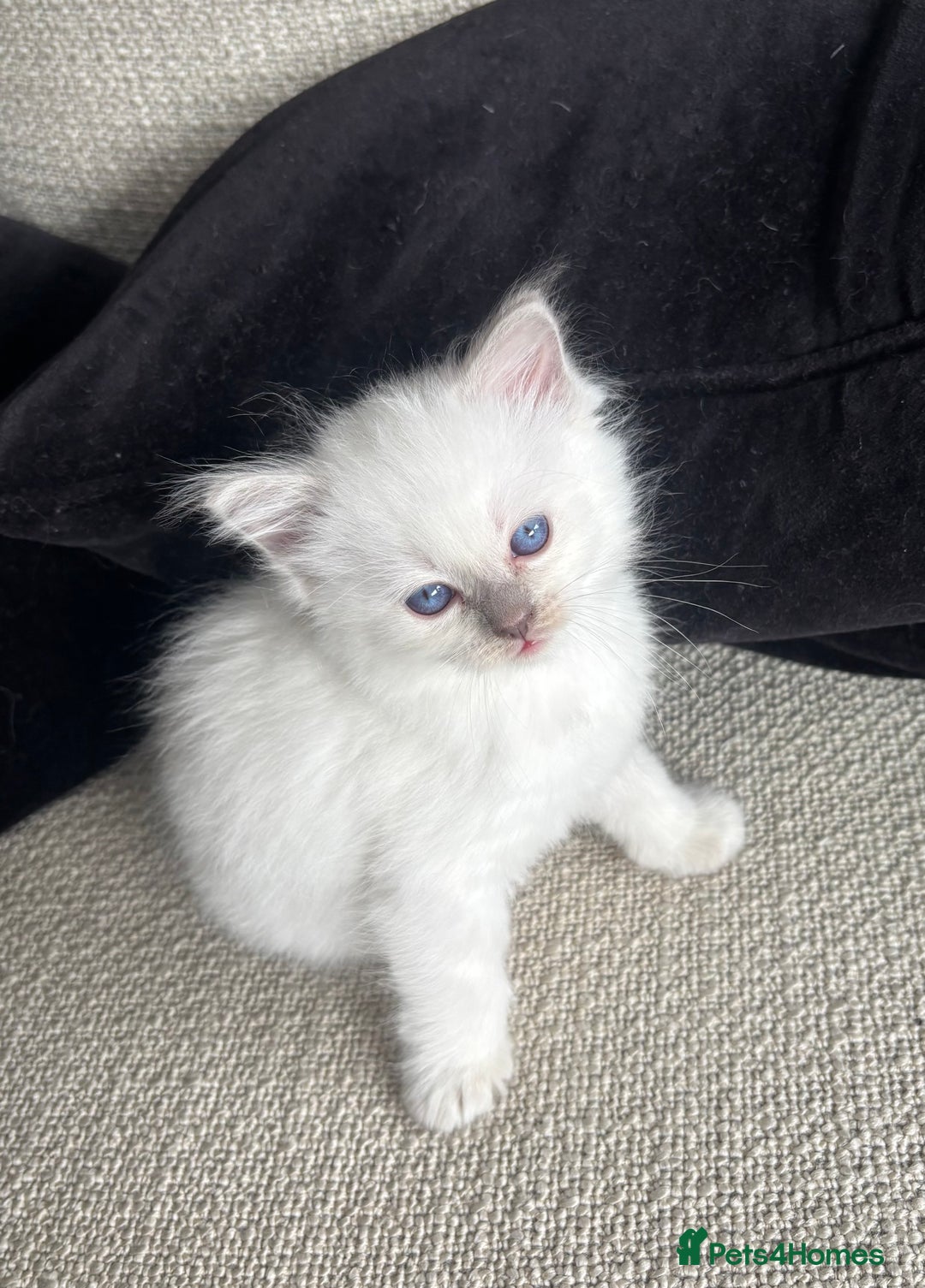 Ragdoll cats for sale: Female lilac point Ragdoll kitten - Image 5