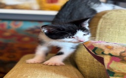 Mixed Breed cats for sale: 7 happy kittens ready for their new home - Image 9