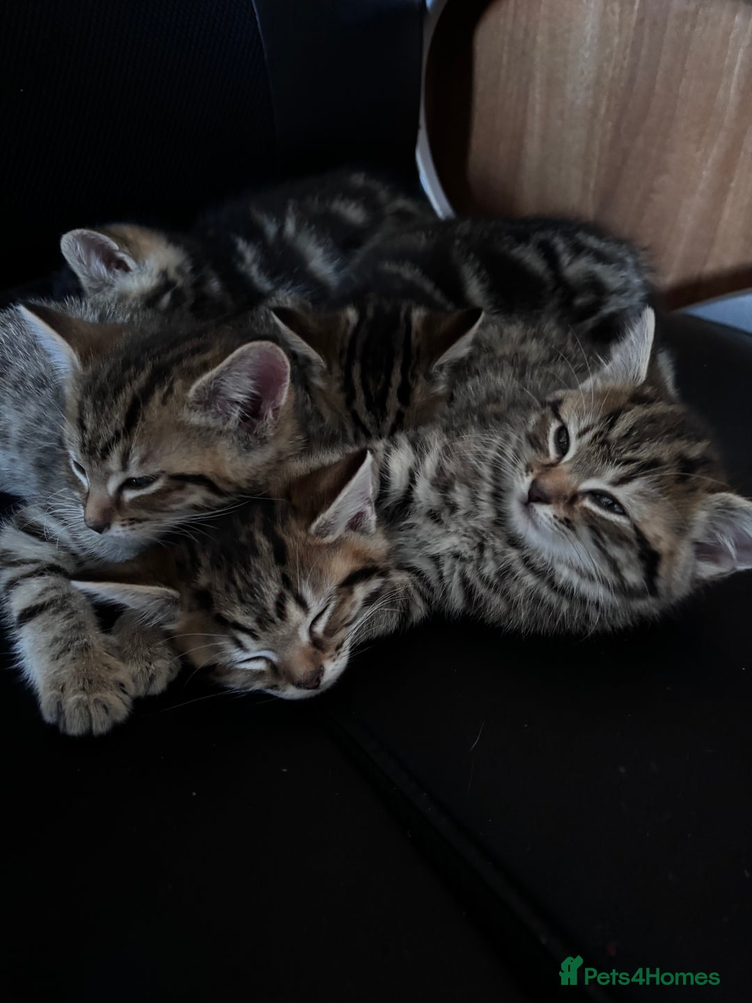 Mixed Breed cats for sale: Mixed litter of 8 week old kittens - Advert 15