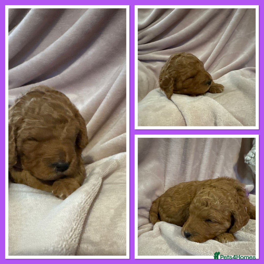 Mini Goldendoodle dogs for sale: Gorgeous family Raised Mini F1b Goldendoodles - Advert 5