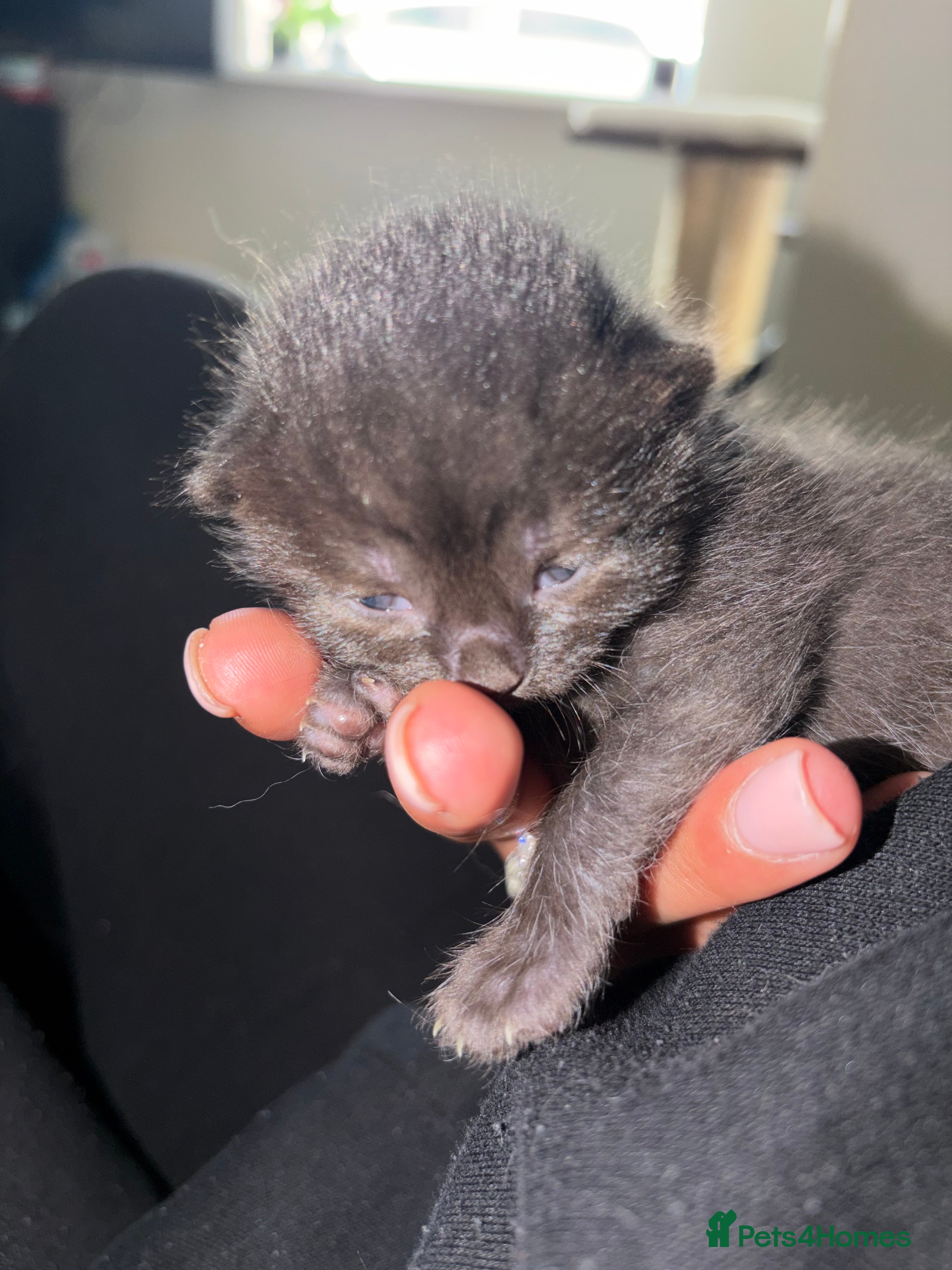 British Shorthair Kitten 1