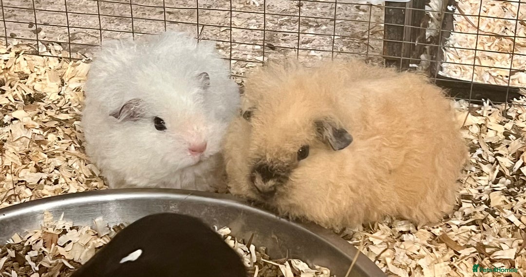 Guinea Pig rodents for sale: Texel, Lunkarya and Swiss boys available - Advert 1