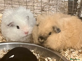 Guinea Pig rodents Texel, Lunkarya and Swiss boys available - Advert 1