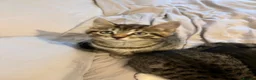 Bengal cats for sale: Bengal Kittens in Croydon - Advert 10