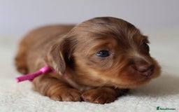 Miniature Dachshund dogs for sale: 5StarsLicensed+LongHaired+KC+PRAClear+VetChecked - Image 19