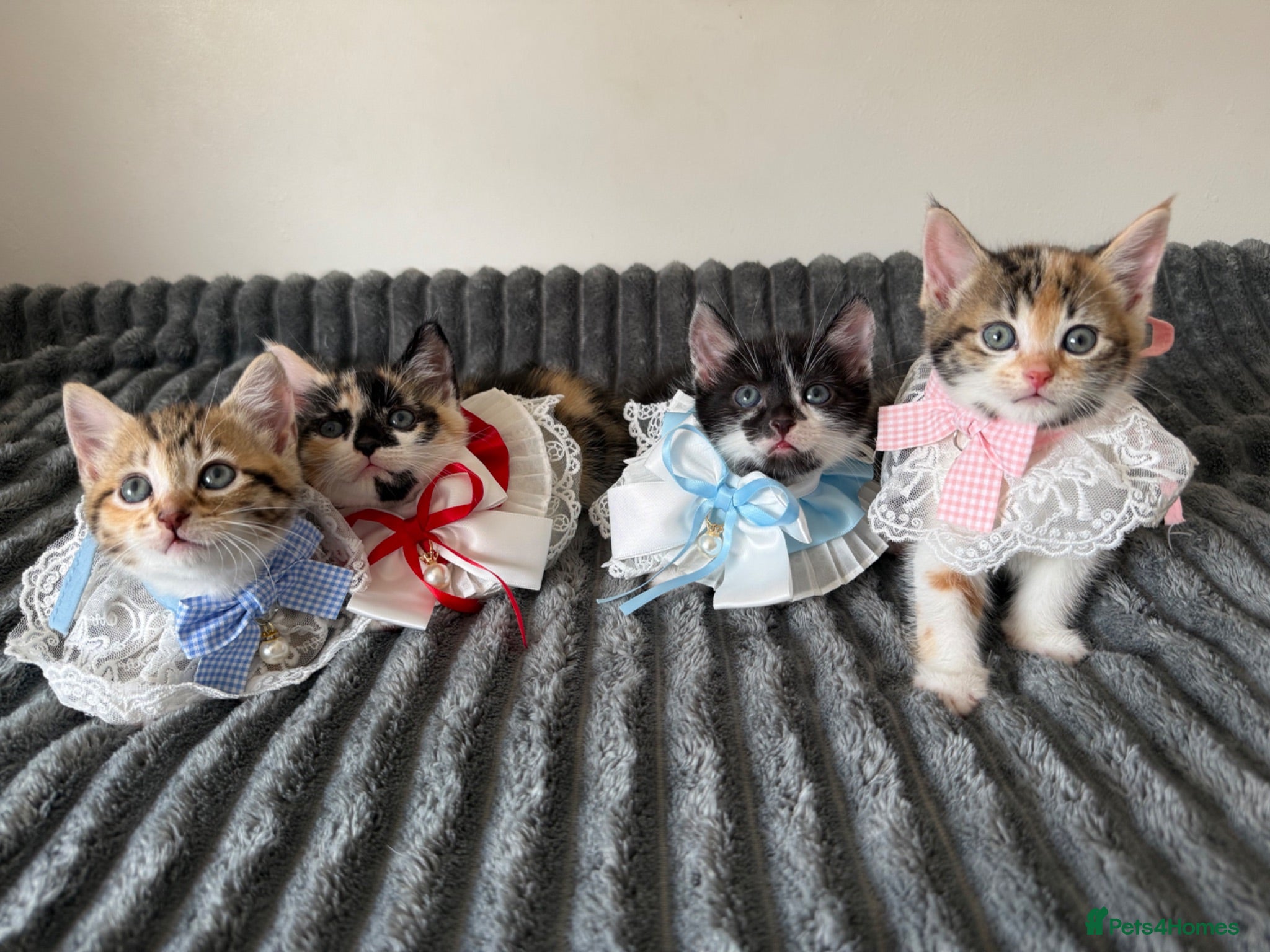 Mixed Breed cats Ready for their new homes today! - Advert 1