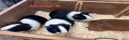 Guinea Pig rodents for sale: Young Male / Boar Dutch Guinea pigs - Advert 5