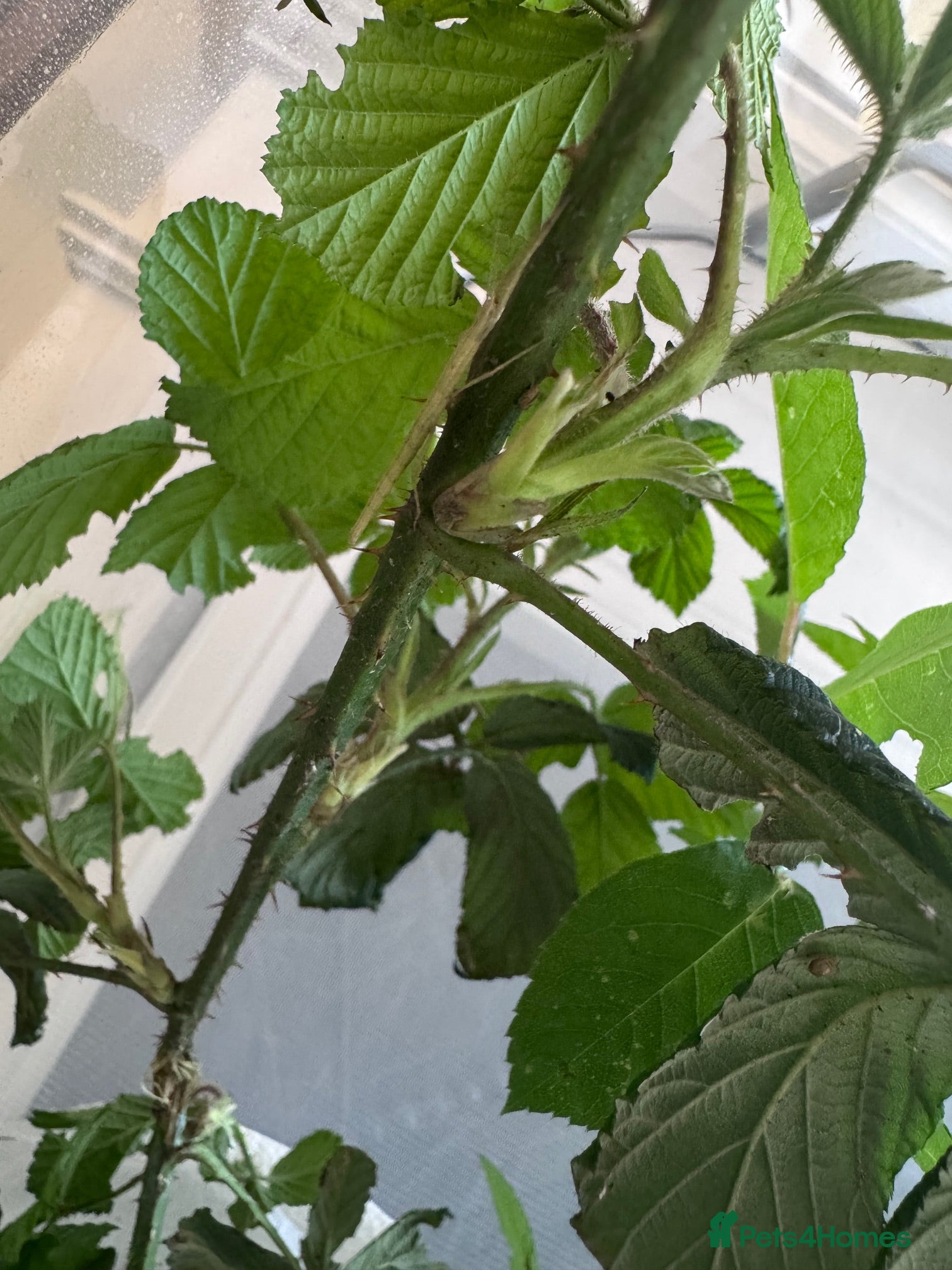 Stick Insects invertebrates for sale: Indian Stick Insects & Eggs for sale - Advert 3